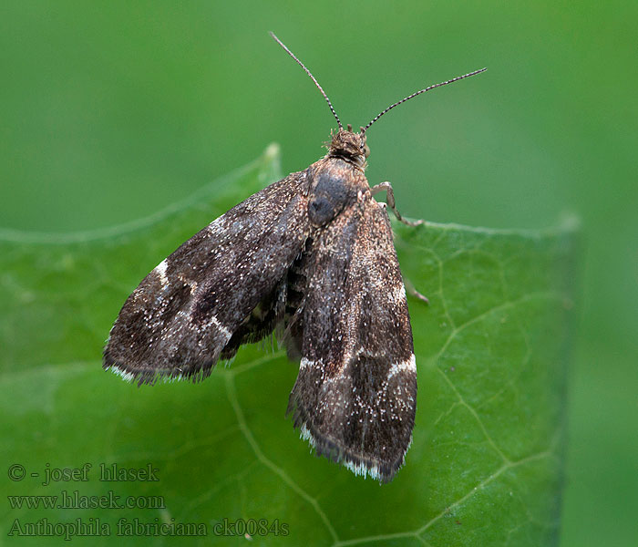 Моль-листовертка смоковная Anthophila fabriciana