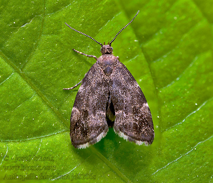 Common nettle-tap Listomôľka Fabriciova Anthophila fabriciana