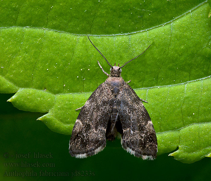 Molovenka kopřivová Anthophila fabriciana