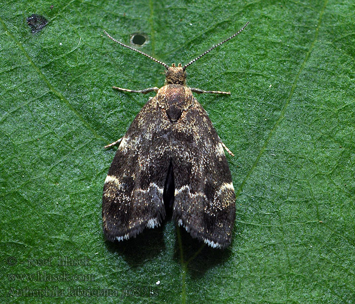 Anthophila fabriciana