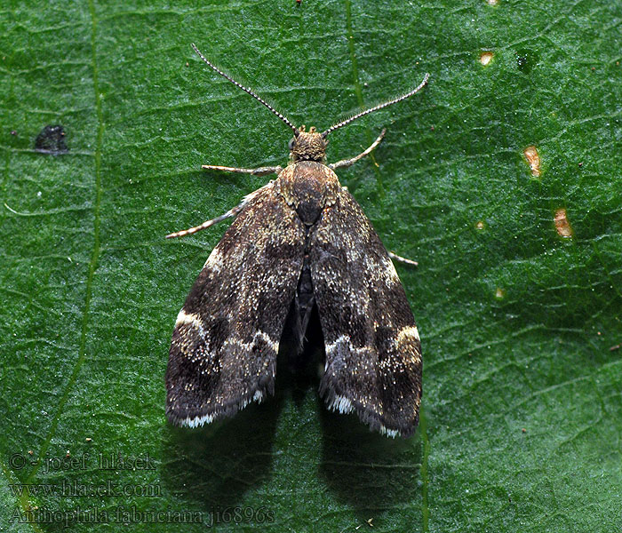 Brandnetelmotje Bredvingad nässelmal Anthophila fabriciana