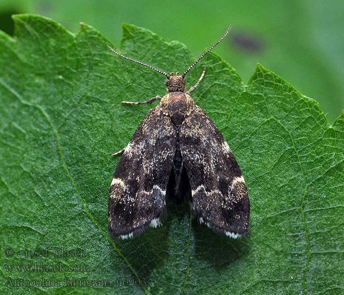 Listomôľka Fabriciova Моль-листовертка смоковная Anthophila fabriciana