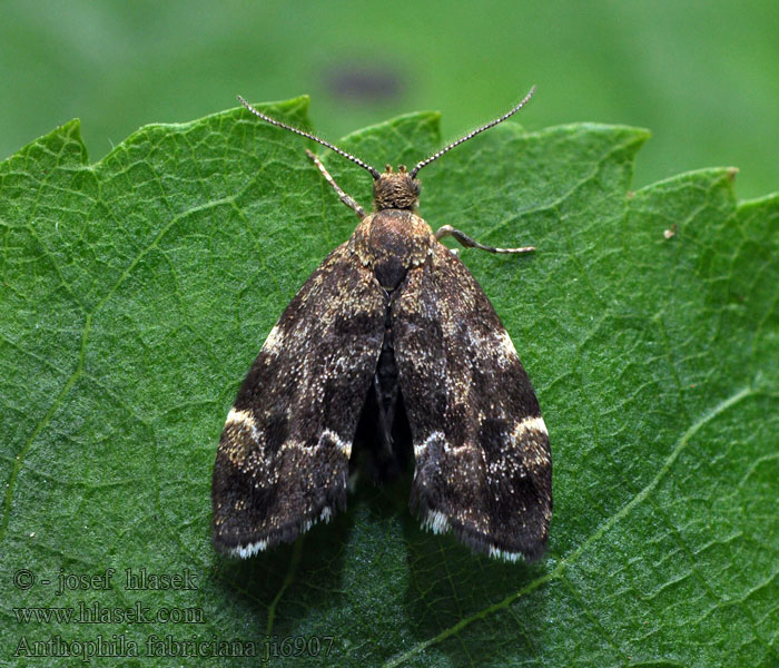 Molovenka kopřivová Common nettle-tap Anthophila fabriciana