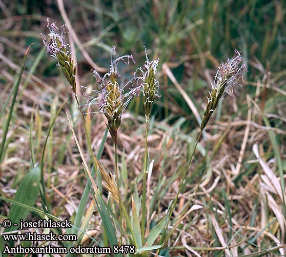 Anthoxanthum odoratum