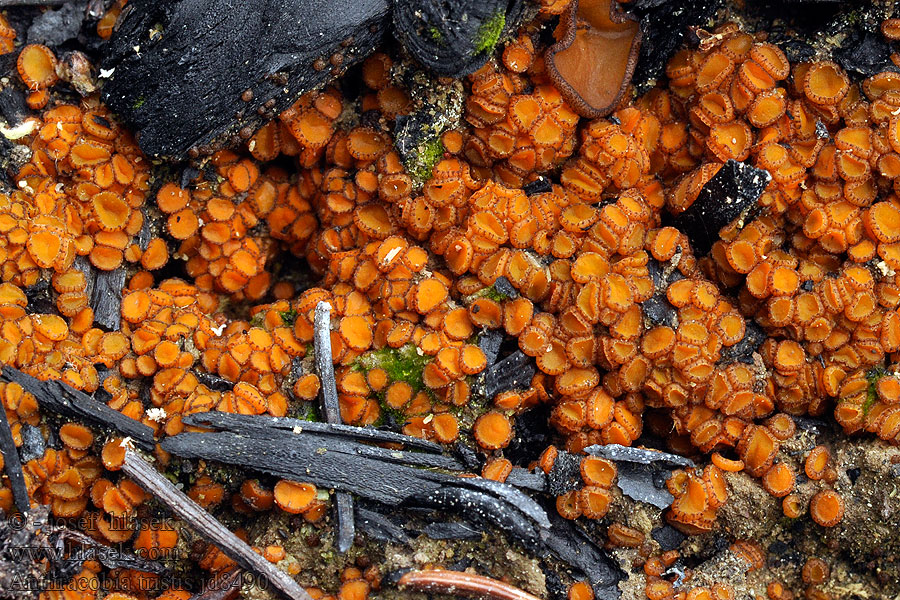 Anthracobia Humaria tristis