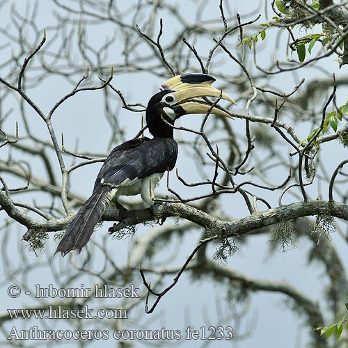 Anthracoceros coronatus Malabar Pied-Hornbill Malabarhornvogel