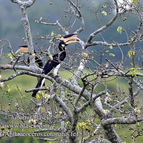 Hinduhornfugl Zobákorožec strakatý Anthracoceros coronatus