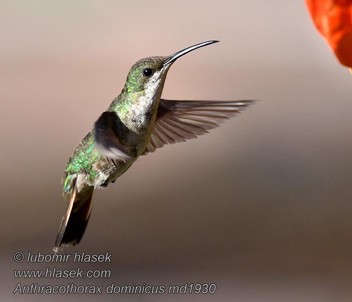 Anthracothorax dominicus 黑胸芒果蜂鸟 Kolibřík antilský