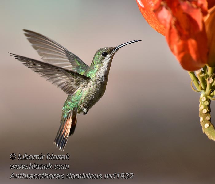 Dominikanermangokolibri Antilmango Antillean Mango