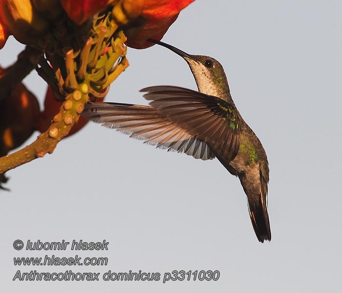 Mango dominicano Antillienhohtokolibri Mango doré