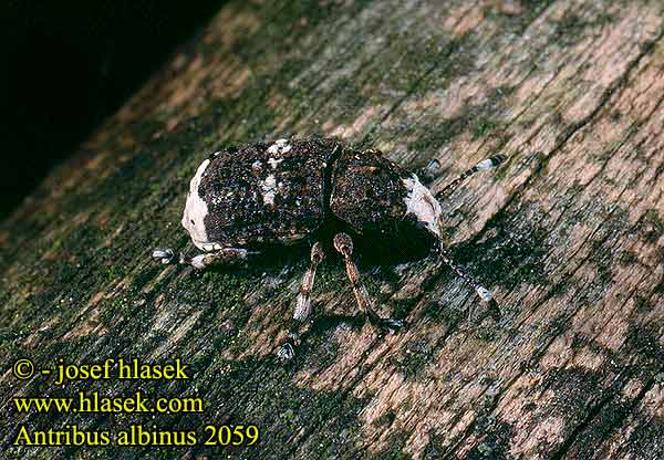 Anthribus albinus Platystomos Curculio Großer Breitrüssler