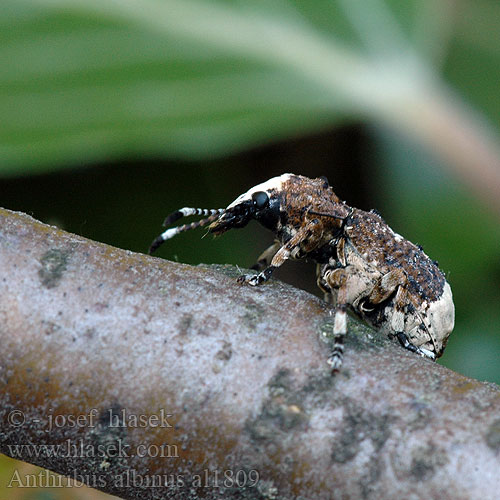 Vanlig plattnosbagge Anthribus albinus Platystomos Curculio