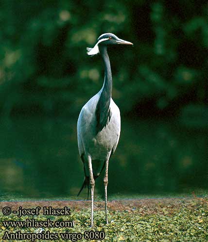 Anthropoides virgo Grus Demoiselle Crane Jungfernkranich