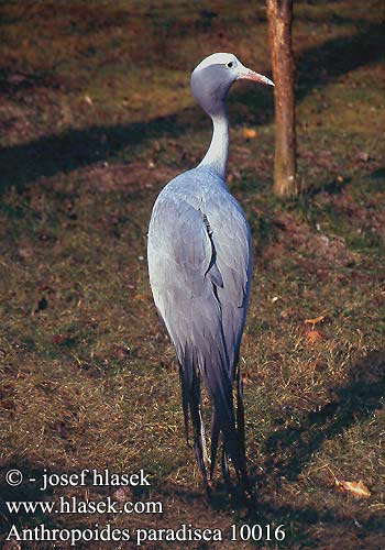 Anthropoides paradisea Grus Blue Stanley Crane Paradistrane