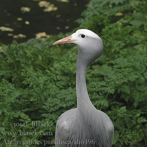 Grue paradis Paradijskraanvogel Paradijs kraanvogel Grulla