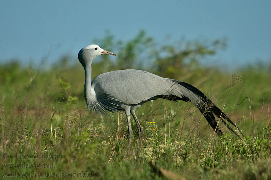 Żuraw rajski Jeřáb rajský Grulla Paraíso Африканская красавка Anthropoides paradisea Grus