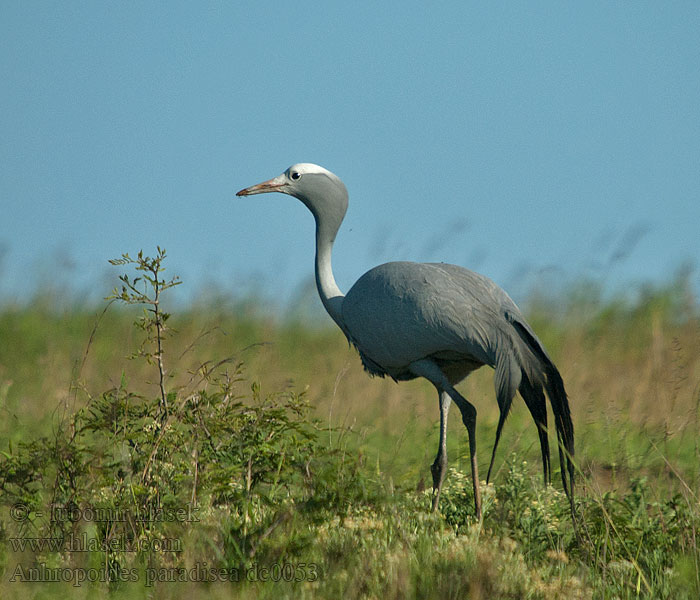 Grulla Paraíso Kék darvakkal Paradieskranich Anthropoides paradisea Grus