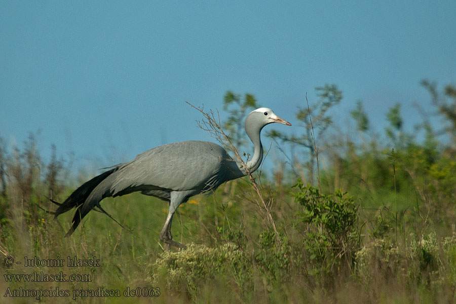 Paradijskraanvogel Paradijs kraanvogel Anthropoides paradisea Grus