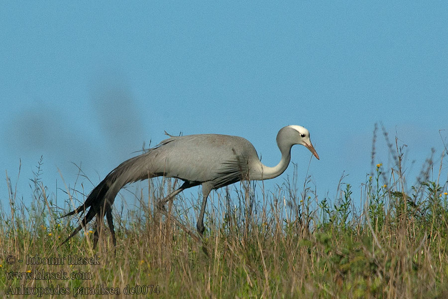 Grue paradis Anthropoides paradisea Grus