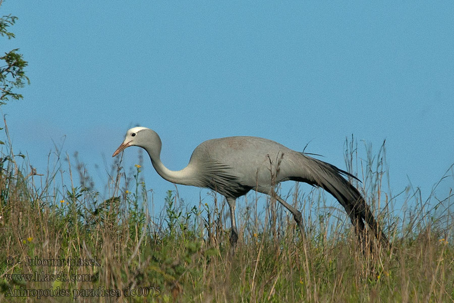 Paradistrane Hopeakurki Anthropoides paradisea Grus