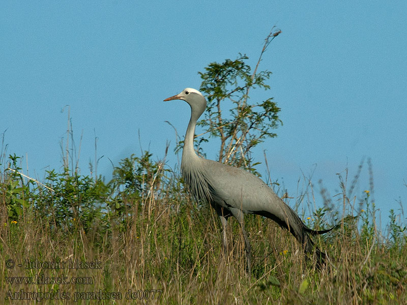 Blue Stanley Crane Anthropoides paradisea Grus