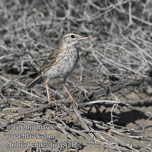 Anthus berthelotii Berthelot's Pipit Linduška kanárská