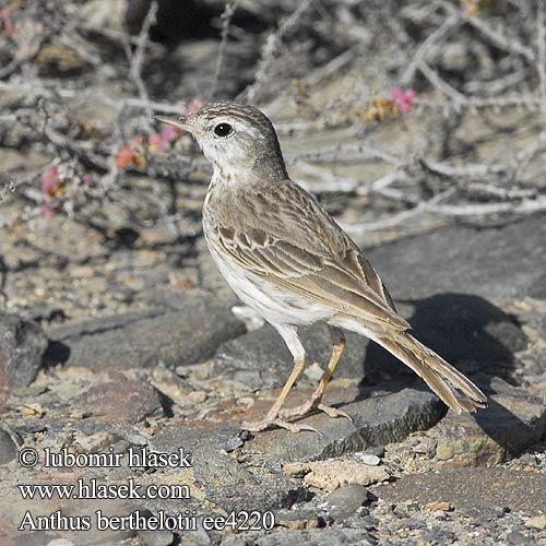 Anthus berthelotii ee4220