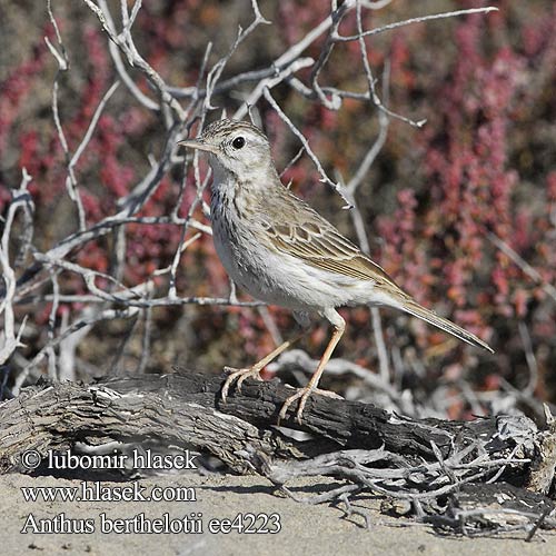 Pipit Berthelot Calandro Berthelot カナリアタヒバリ Berthelot-pieper