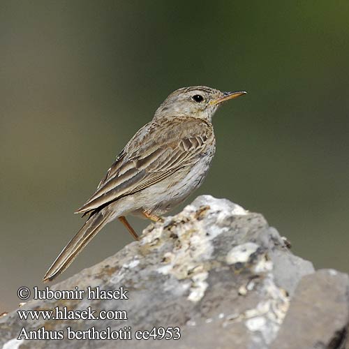 Anthus berthelotii ee4953