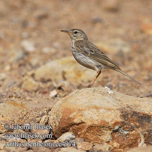 Berthelot's Pipit Linduška kanárská Kanarenpieper Kanarisk Piber