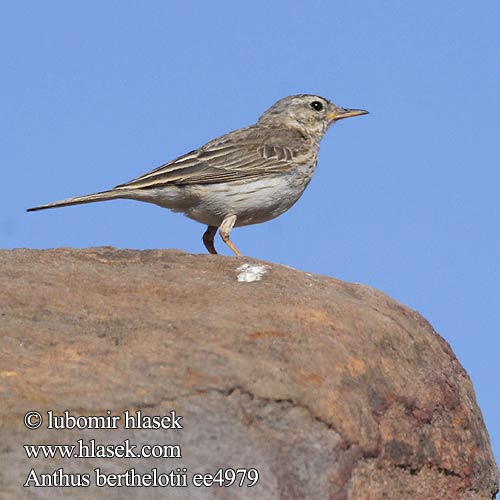 Bisbita Caminero Kanariankirvinen Pipit Berthelot Calandro Berthelot