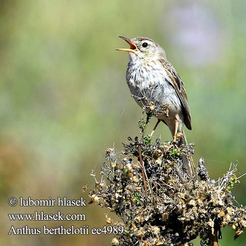 Calandro Berthelot カナリアタヒバリ Berthelot-pieper Swiergotek kanaryjski