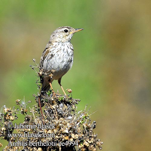 Anthus berthelotii ee4994