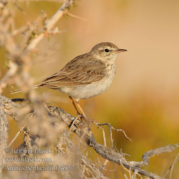 Anthus berthelotii Kanarya Adası incirkuşu Kanarska cipa