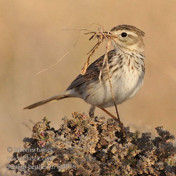 Anthus berthelotii Kanaripiplerke פיפיון קנרי Канарский конёк