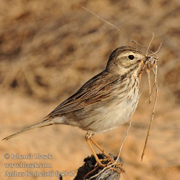 Anthus berthelotii Kanári pityer Berthelot's Pipit