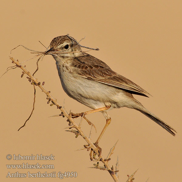 Anthus berthelotii Kanarisk Piber Bisbita Caminero