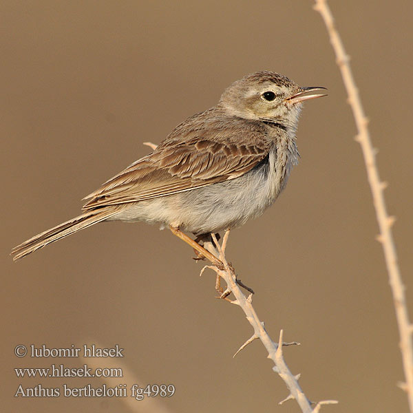 Anthus berthelotii Pipit Berthelot Calandro Berthelot