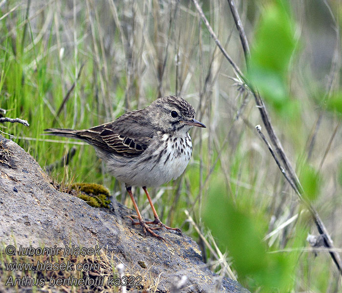 Anthus berthelotii Berthelot's Pipit