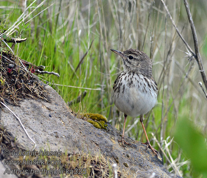 Anthus berthelotii Linduška kanárská