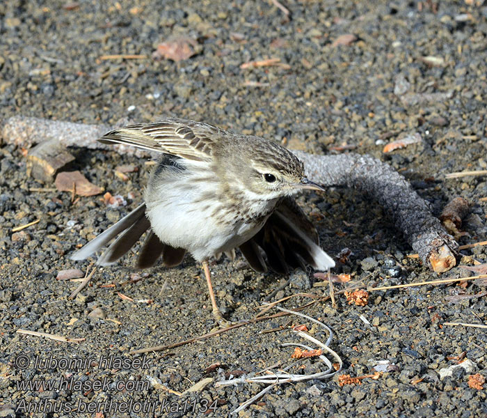 Anthus berthelotii Kanarenpieper Kanarisk Piber