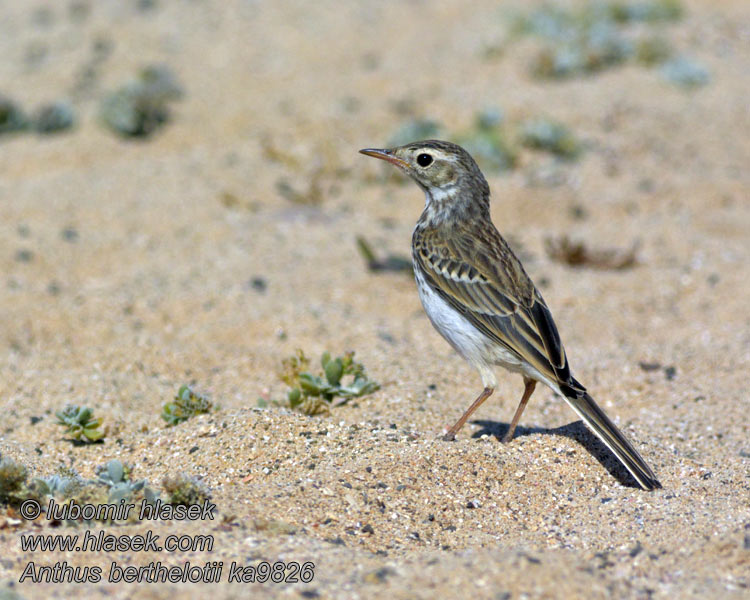 Berthelot's Pipit Anthus berthelotii