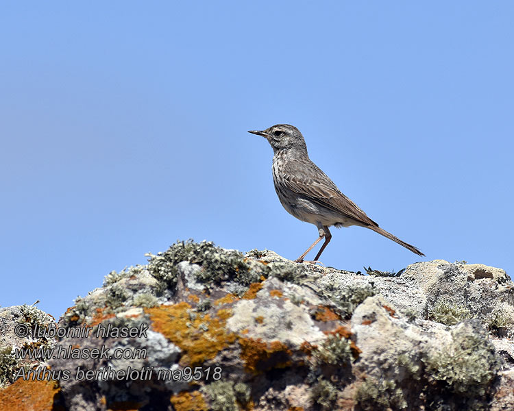 Kanarisk Piber Anthus berthelotii