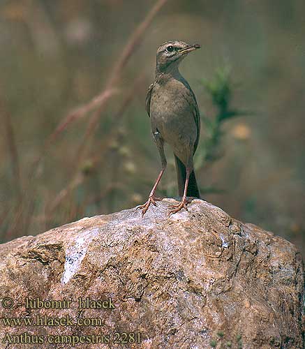 Anthus campestris Linduška úhorní Markpiber Duinpieper