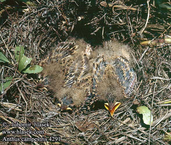 Anthus campestris Trobat Landa-txirta 平原鹨 Конек полевой