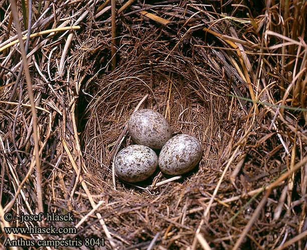 Anthus campestris الجشنة الصفراء Χαμοκελάδα