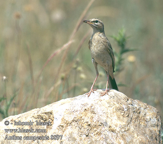 Anthus campestris Польовий щеврик Kır incirkuşu