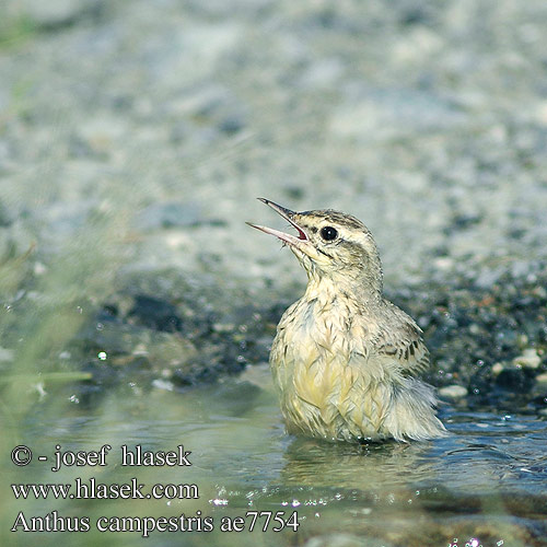 Anthus campestris Calandro comune świergotek polny