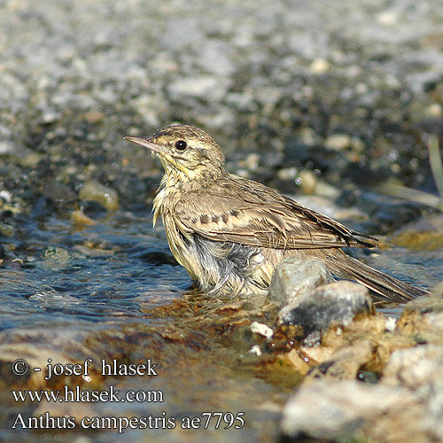 Anthus campestris ae7795