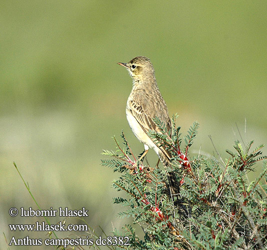 Anthus campestris Դաշտային Ձիաթռչնակ L'abtuška pol'ná